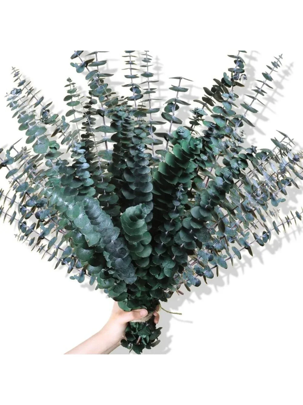 Dried Eucalyptus Stems Shower Bundle - 30 Real Eucalyptus Stems for Home Decor